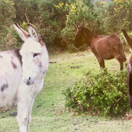Shorefield Country Park, Where The New Forest Meets The Sea, Passes For All Entertainment Included ميلفورد أون سي المظهر الخارجي الصورة