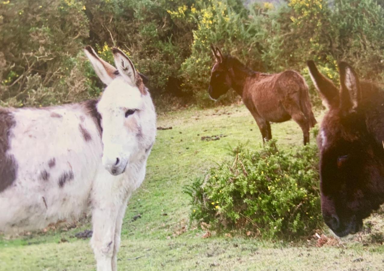 Shorefield Country Park, Where The New Forest Meets The Sea, Passes For All Entertainment Included ميلفورد أون سي المظهر الخارجي الصورة